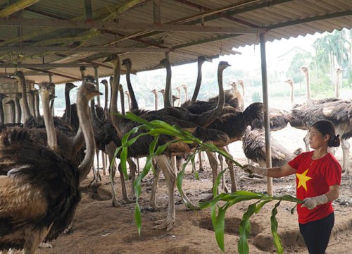 Hà Nội: Nuôi loài chim ngờ nghệch, chân dài cả mét, Tết có tiền to