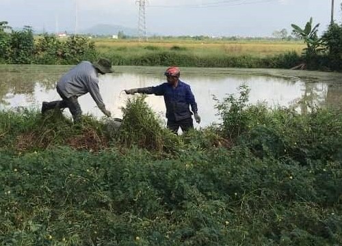 Hải Phòng: "Chuột thủ" tiết lộ kĩ nghệ săn chuột thu nửa tạ mỗi ngày