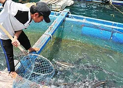 Kiên Giang: Nông dân có "bắt tay" nhau mới làm giàu bền vững