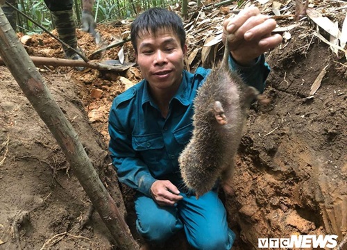 Kỳ thú chuyện săn lùng loài chuột khổng lồ trong rừng phía tây Yên Tử