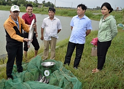 Nuôi thành công cá leo ở ao đất, bắt toàn con to, bán 80 ngàn/kg