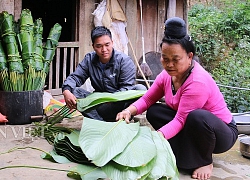 Sơn La: Dân hốt bạc triệu từ trồng lá dong bán Tết