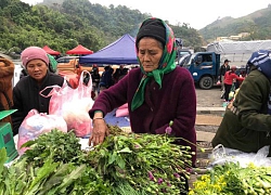 Cây thuốc phiện bán như rau ở chợ vùng biên Việt - Lào