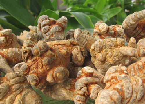 Thực hư lời đồn nam giới uống tam thất bị yếu sinh lý
