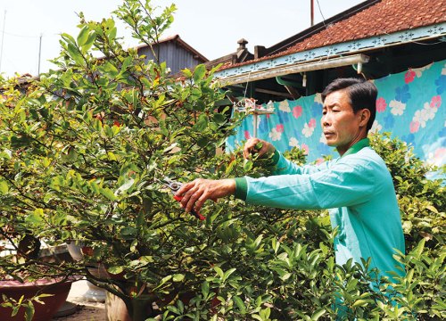 An Giang: Cả năm chăm mai Tết thuê cho thiên hạ, mà tiền rủng rỉnh