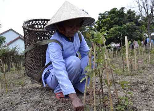 Biến loài cây mọc hoang dại trở thành "thần dược" chè dây