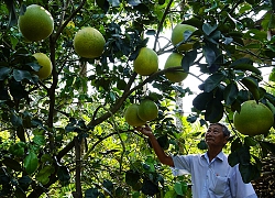 Bưởi &#8216;khổng lồ&#8217; tiền triệu chưng Tết