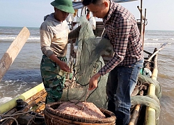 "Dàn trận" săn moi, ngư dân Thanh Hoá kiếm 2-3 triệu mỗi ngày