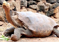 Đưa rùa khổng lồ trở về Galapagos