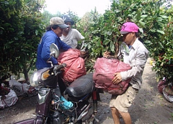 &#8220;Lái mai cà-rem&#8221; vào mùa bứng&#8230; vàng