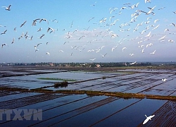 Ngắm những đàn cò trắng bay rợp cánh đồng ở Thừa Thiên-Huế