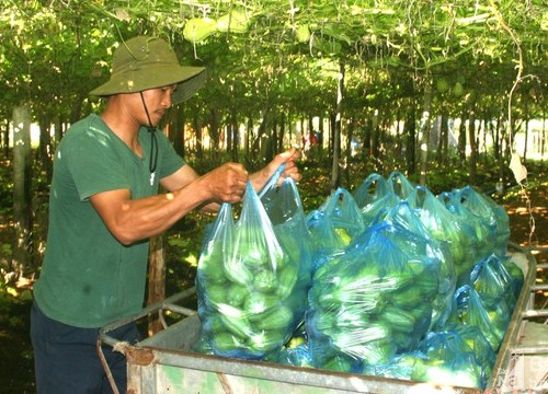 Nghệ An: Giá su su rớt thảm còn 500 đồng/kg, mỗi sào lỗ 10 triệu