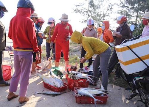 Quảng Trị: 1 đêm trúng 7 tạ cá bè vàng, ngư dân thu 60 triệu đồng