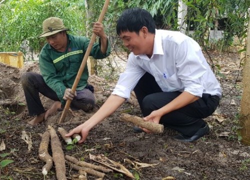 Trồng loài cây ra củ dài cả mét, trước ăn chống đói, nay là đặc sản