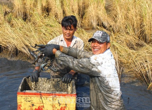 Vùng đất cứ cuối năm dân quậy sình bắt toàn tôm càng to bự