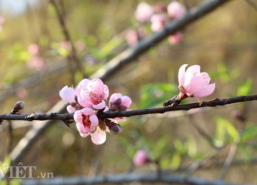 Cận Tết, đào rừng xù xì xuống phố, có gốc to bán hàng chục triệu