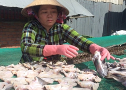 Đồng Tháp: Giá cá lóc tăng, làm khô cá vẫn tấp nập cả ngày lẫn đêm