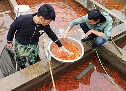 Làng nghề cá chép đỏ Thủy Trầm