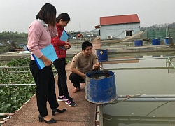 Nuôi thứ cá chép giòn, làng tỷ phú "tủi thân" vì giá dậm chân tại chổ