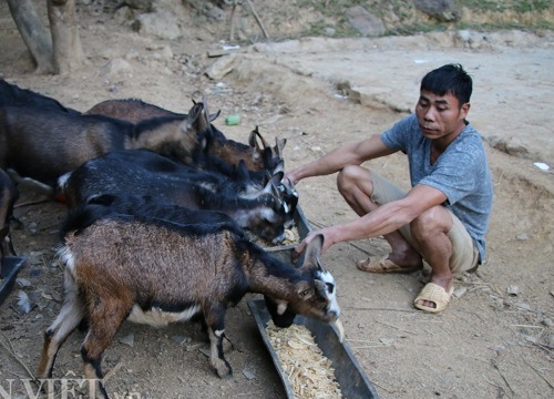 Sơn La: "Kiện tướng" nuôi dê nhốt chuồng dịp Tết luôn "cháy hàng"