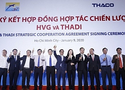 Thadi đã chính thức hiện diện ở HVG