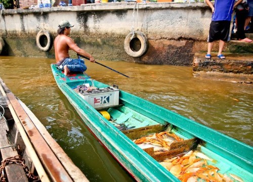 Cá cúng ông Táo bị chích điện ngay trước mặt người thả ở TP.HCM