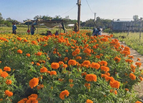 Đà Nẵng: Làng Nhơn Thọ ăn Tết to do bán hoa đắt hàng