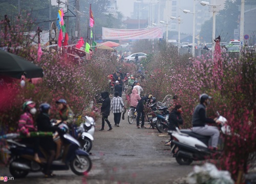 Đào bung nở ở chợ hoa lớn nhất Thủ đô