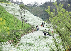 Du Xuân sớm ở Sa Pa