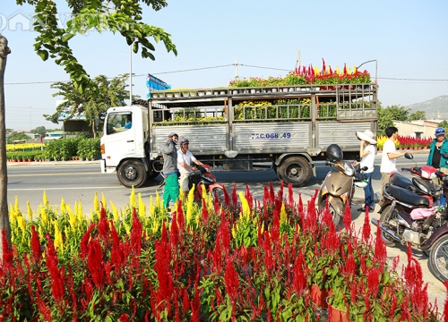 Dưới núi Kim Dinh trồng đại đoá, mào gà bán Tết, chỉ vài hôm là hết