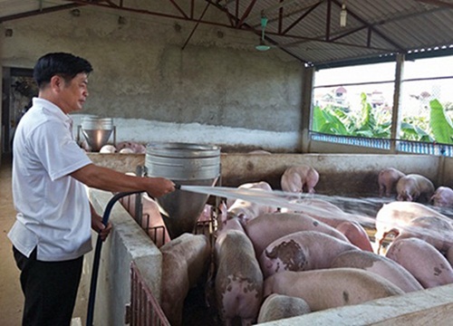 Hỗ trợ nông dân tái đàn lợn an toàn, hiệu quả