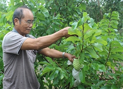 Phát tài nhờ trồng mãng cầu Hoàng Hậu bán đúng dịp Tết