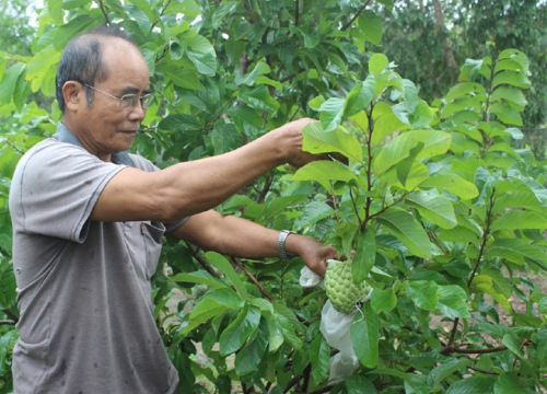 Phát tài nhờ trồng mãng cầu Hoàng Hậu bán đúng dịp Tết