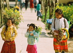 Sắc vàng hoa cải sưởi ấm Hà Giang ngày đông