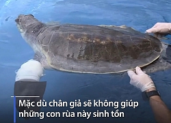 Rùa khuyết tật được gắn chân giả để bơi