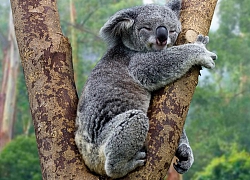 Se sắt cõi lòng chứng kiến koala ôm mặt bên xác đồng loại