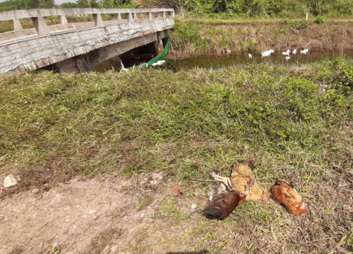 Thừa Thiên - Huế: Hàng ngàn con vịt chết chưa rõ nguyên nhân