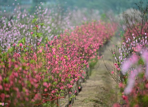 Vườn đào ngập sắc hồng, nông dân thấp thỏm lo mất Tết