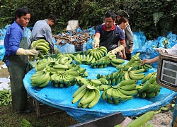 Có mã vùng, xuân này chuối Lào Cai đàng hoàng bước qua cửa khẩu