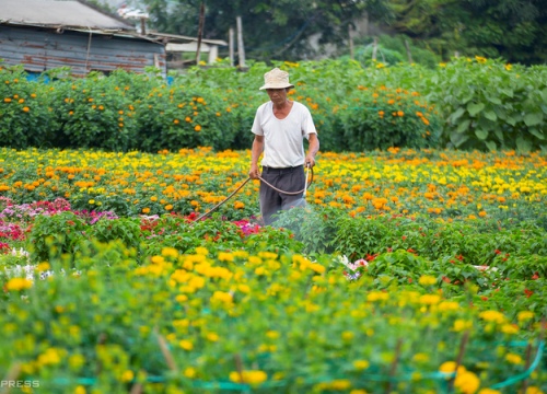 Đẹp mê mẩn cánh đồng hoa cúc miền Trung