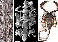Hóa thạch bọ cạp lâu đời nhất có thể là một trong những động vật đầu tiên lên mặt đất
