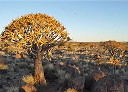 Khám phá những kỳ bí về rừng cây rung động ở Namibia