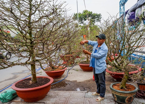 Mai, tắc kiểng cho thuê giá trăm triệu đồng