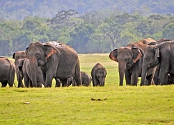 Một số lượng voi kỷ lục đã chết ở Sri Lanka