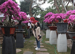 Bonsai hoa giấy Thái Lan hồng rực, giá chục triệu vẫn hút khách Hà thành