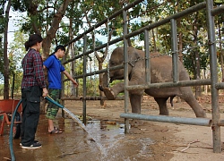 Ngày cuối năm ở nơi làm móng, khám răng cho con vật khổng lồ