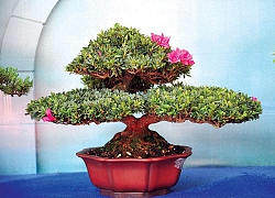 Nghệ thuật bonsai, thú chơi tao nhã