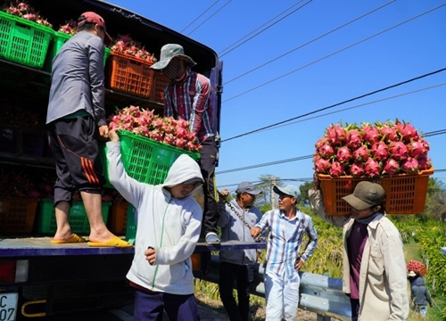 Thanh long vụ Tết tăng giá cao