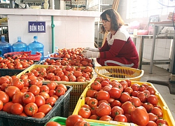 Trồng rau sạch bài bản, không lo phải đổ đi mà còn thu 12 tỷ đồng