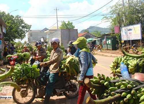 Chuối Mật mốc bán tiền triệu/buồng, nông dân thu hàng trăm triệu